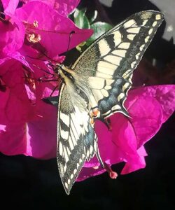 Foto: seltener-Schmetterling-Schwalbenschwanz, Ligurien